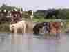 Cows east of Ufton Swing Bridge