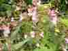 Wild Flowers 