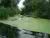 Duckweed 