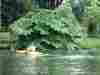 The nettles can be high