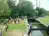 overhanging trees