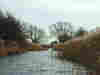 Reed beds